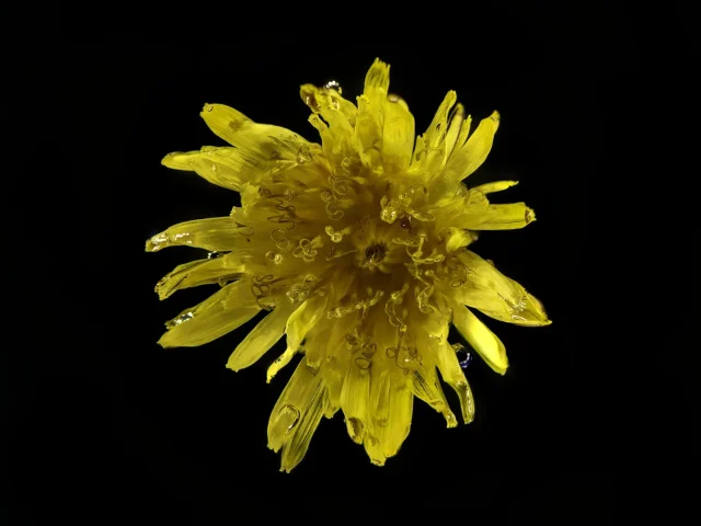 This image shows a dandelion seen from above. It's placed against a black background.