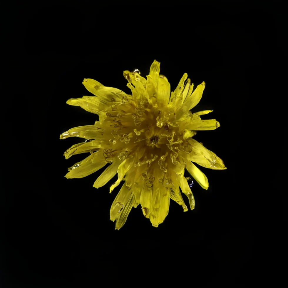 This image shows a dandelion seen from above. It's placed against a black background.