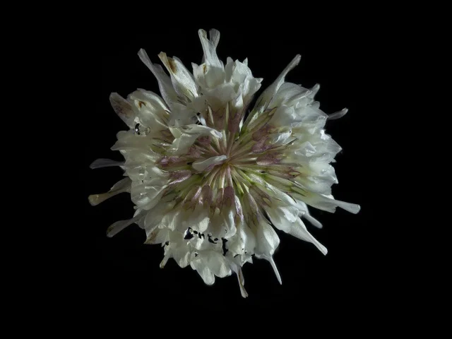 This photograph shows a clover, seen from above. It's set against a black background.