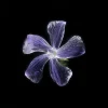 Vinca (Periwinkle)