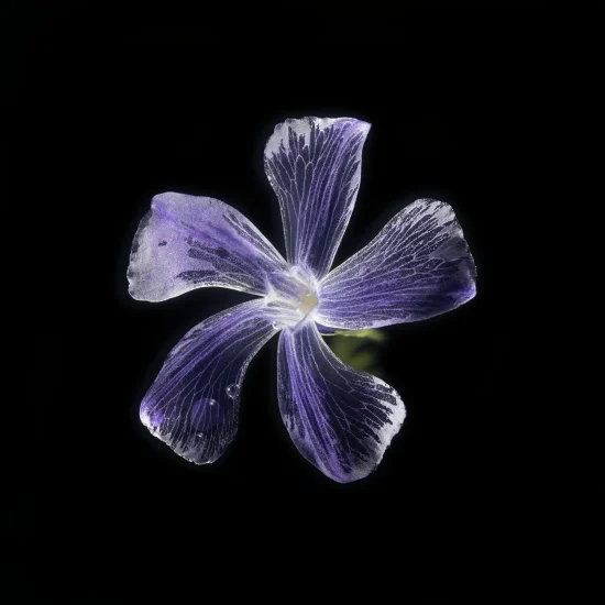 This image shows a Vinca (Periwinkle), set against a black background. It is seen from above.