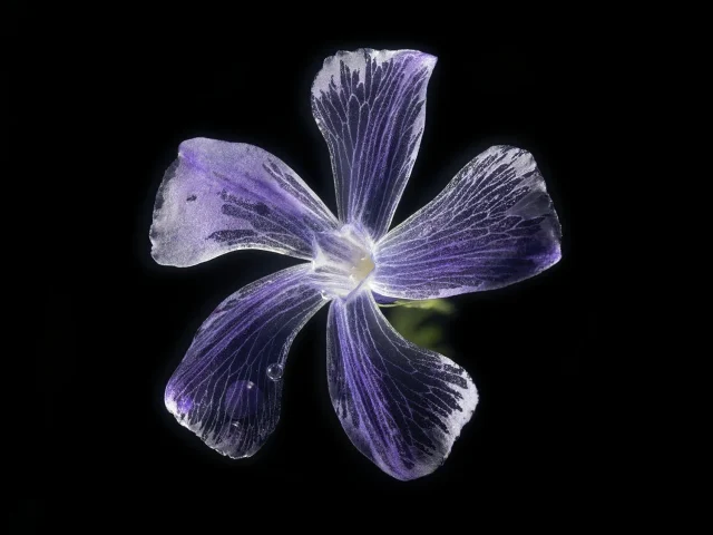 This image shows a Vinca (Periwinkle), set against a black background. It is seen from above.