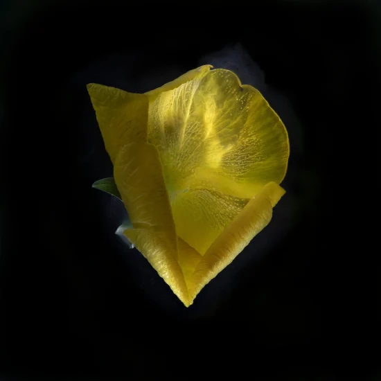 This image shows a Viola x Wittrocklana (Pansy) flower. It is yellow, seen from above, and placed against a black background.