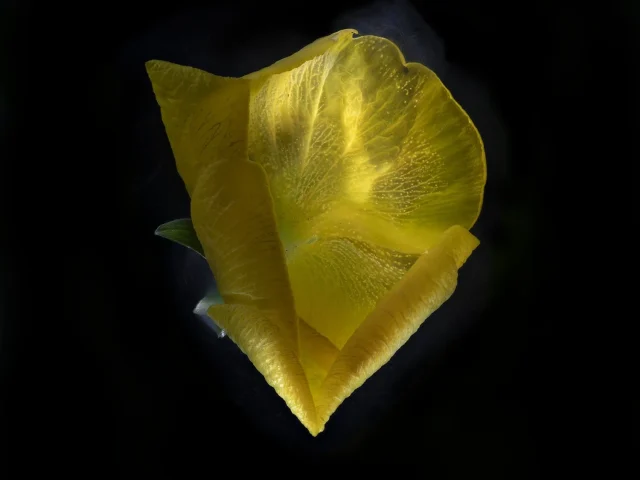 This image shows a Viola x Wittrocklana (Pansy) flower. It is yellow, seen from above, and placed against a black background.