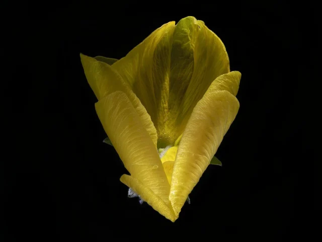 This image shows a yellow Wittrocklana (Pansy) seen from above. It is placed against a black background.