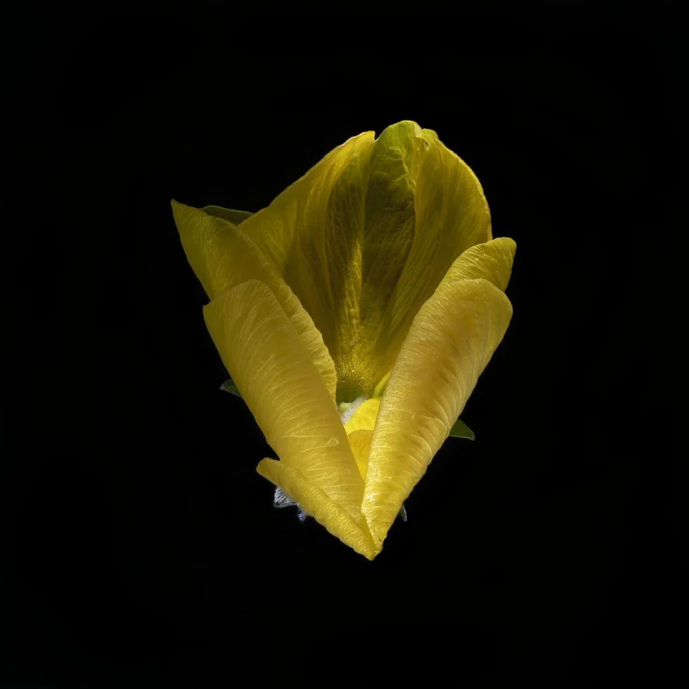 This image shows a yellow Wittrocklana (Pansy) seen from above. It is placed against a black background.