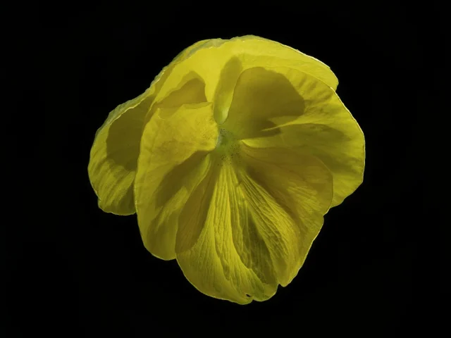 This image shows a Viola x Wittrocklana (Pansy), seen from above. It is bright yellow and set against a black background.