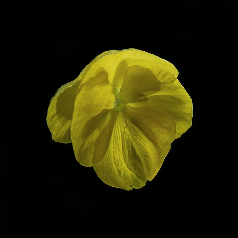 This image shows a Viola x Wittrocklana (Pansy), seen from above. It is bright yellow and set against a black background.