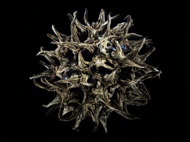 This image shows a sweet tree gum fruit set against a black background.