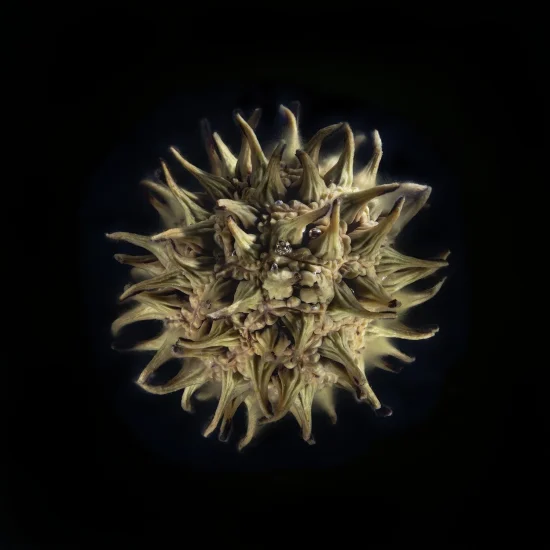 This image shows a Sweet Gum Tree Fruit set against a black background.