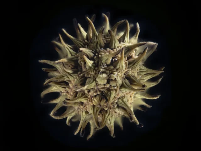 This image shows a Sweet Gum Tree Fruit set against a black background.