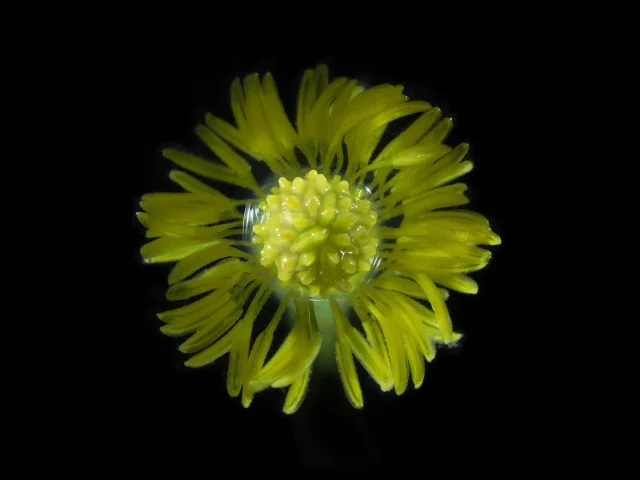 This color photograph shows a buttercup, seen from above, set against a black background.