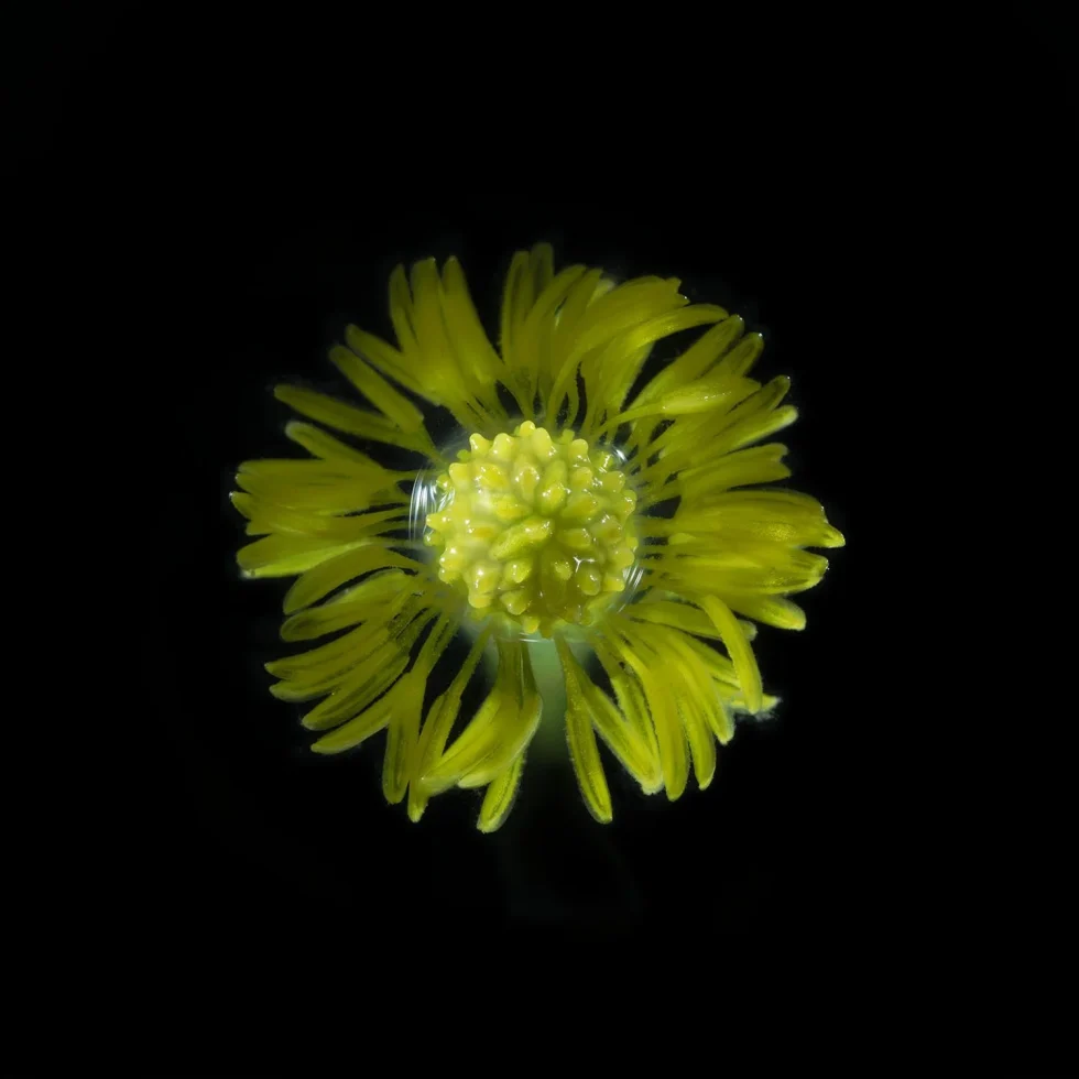 This color photograph shows a buttercup, seen from above, set against a black background.