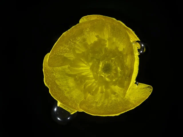 This photograph shows a buttercup, seen from above, placed against a background of black.