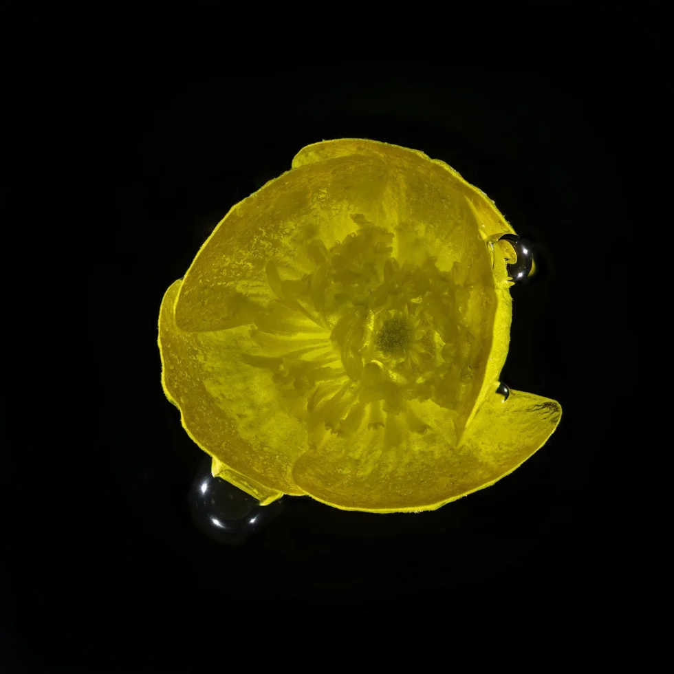 This photograph shows a buttercup, seen from above, placed against a background of black.
