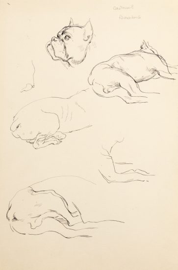 This is a sketch of multiple parts of a bulldog like the body and head.
