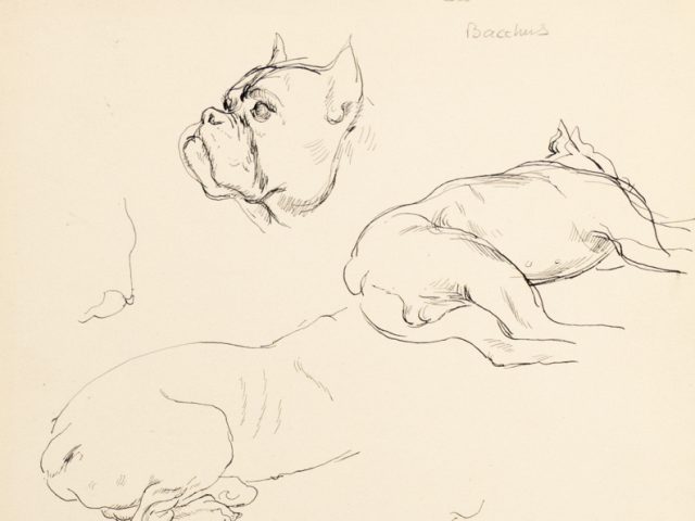 This is a sketch of multiple parts of a bulldog like the body and head.