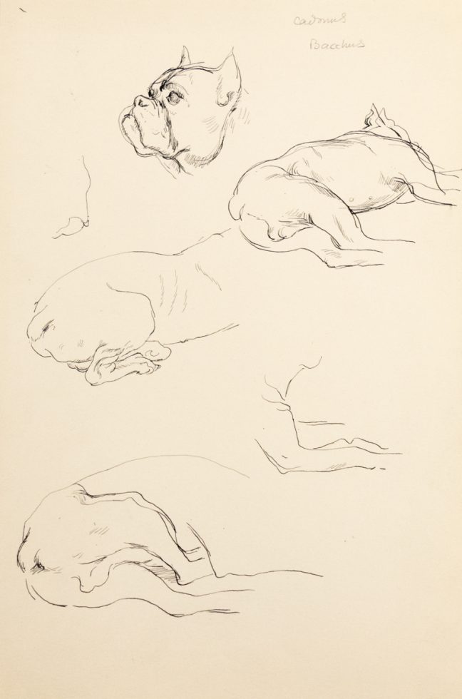 This is a sketch of multiple parts of a bulldog like the body and head.