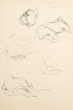 This is a sketch of multiple parts of a bulldog like the body and head.
