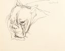This is a sketch of the head of a bulldog.
