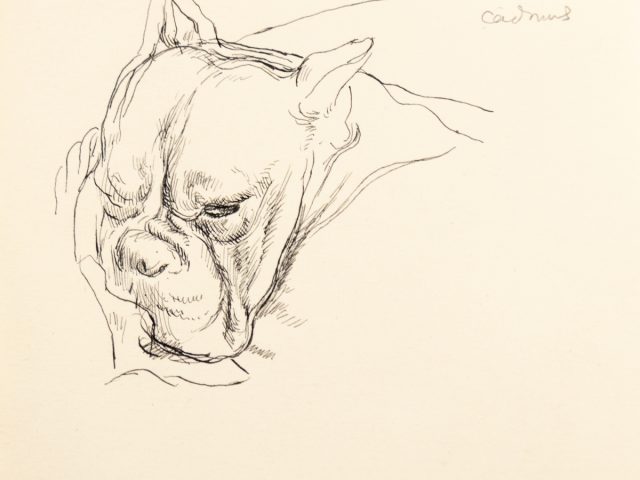 This is a sketch of the head of a bulldog.