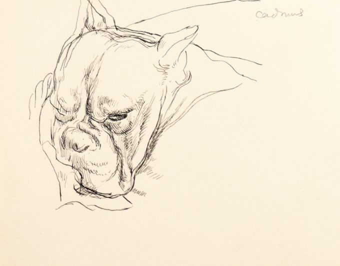 This is a sketch of the head of a bulldog.