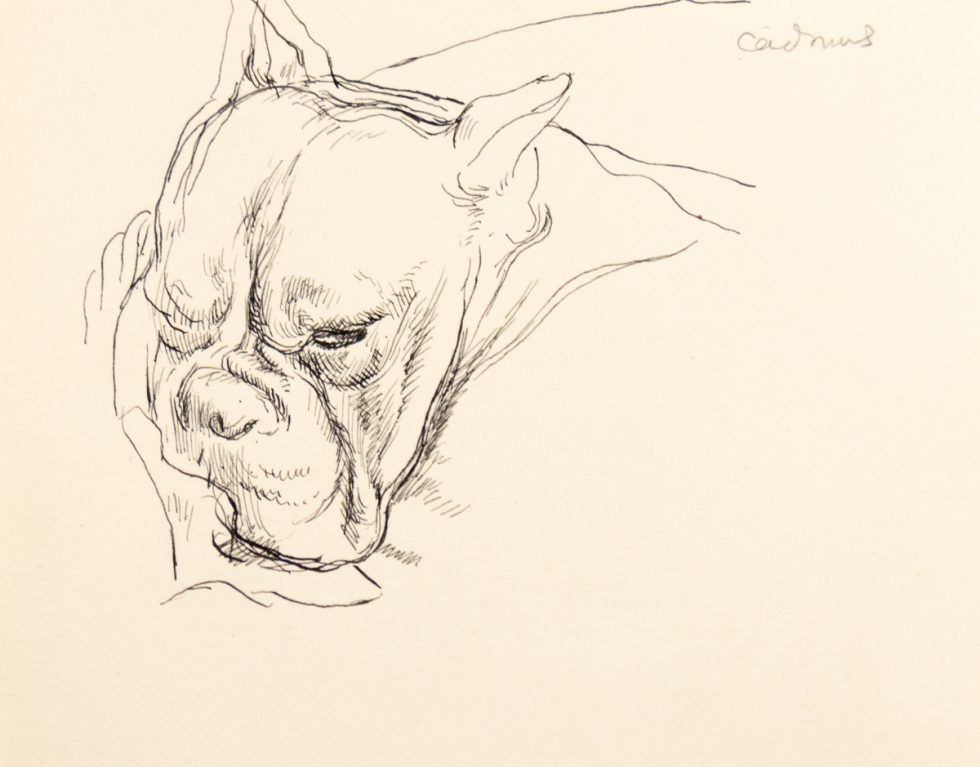 This is a sketch of the head of a bulldog.