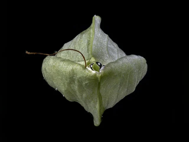 This photograph shows the green pod of a Calystegia Sepium (Hedge Bindweed), against a black background.