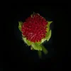 Fragaria Vesca (Wild Strawberry)