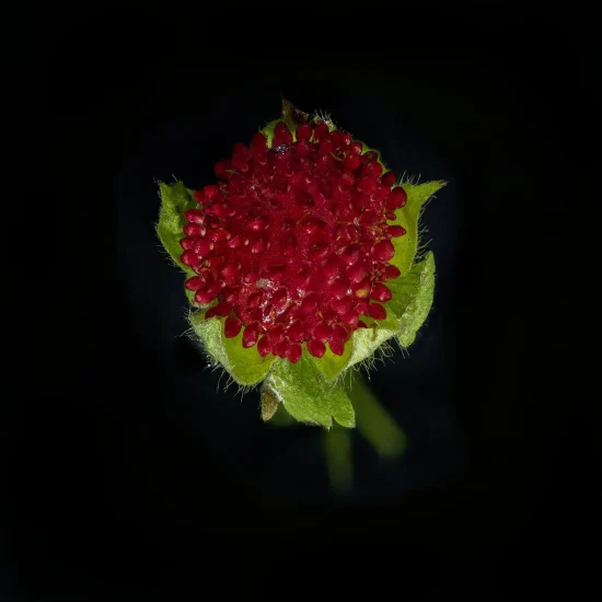 In this photograph, a Fragaria Vesca (Wild Strawberry)in seen from above against a black background.