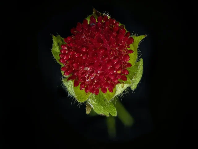 In this photograph, a Fragaria Vesca (Wild Strawberry)in seen from above against a black background.