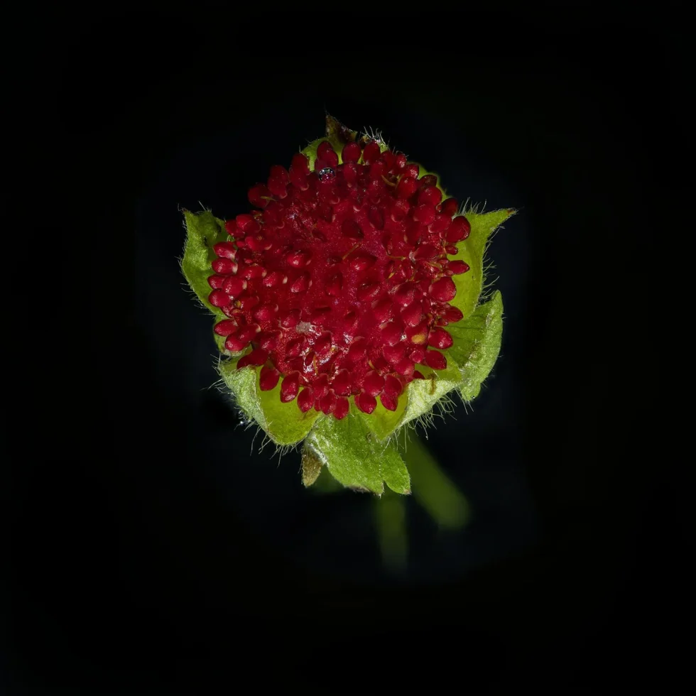 In this photograph, a Fragaria Vesca (Wild Strawberry)in seen from above against a black background.