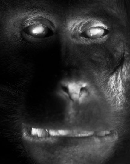 This black and white photograph shows the head of a monkey, seen close up. His eyes and teeth are bright white.