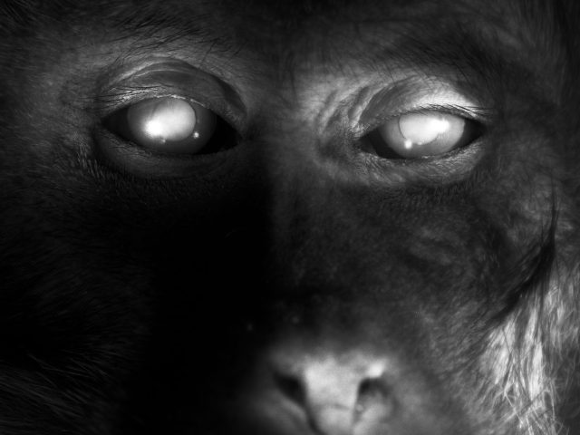 This black and white photograph shows the head of a monkey, seen close up. His eyes and teeth are bright white.