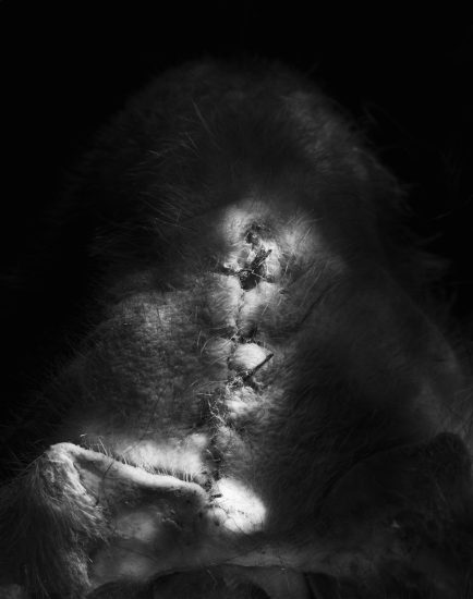 This black and white photograph shows the textured skin of a head where a scar is visible. It's sewn up with thread in a long line.