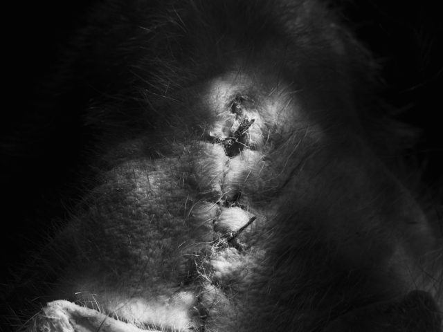 This black and white photograph shows the textured skin of a head where a scar is visible. It's sewn up with thread in a long line.