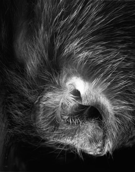 This photograph shows the ear of a monkey, seen very closely. The frame is mostly composed of its long hairs.