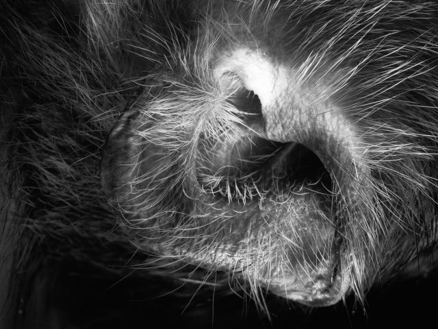 This photograph shows the ear of a monkey, seen very closely. The frame is mostly composed of its long hairs.
