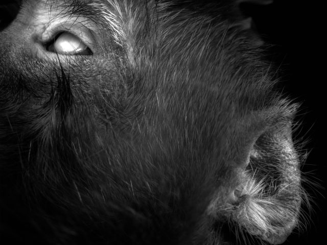 This photograph shows the cheeks of a monkey, close up. His eye shins bright while on the top left. His hairy ear is shown in the bottom right.