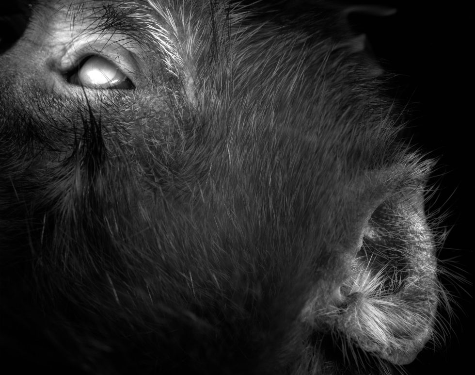 This photograph shows the cheeks of a monkey, close up. His eye shins bright while on the top left. His hairy ear is shown in the bottom right.