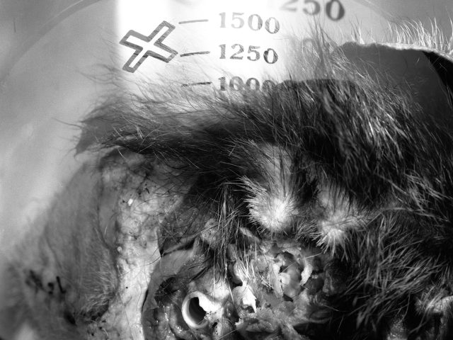 This black and white photograph shows a clear container where a jumble of hairy pieces, potentially of an animal, are piled.