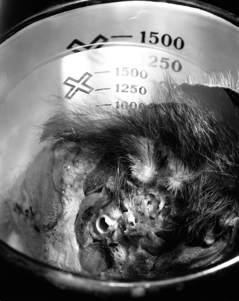 This black and white photograph shows a clear container where a jumble of hairy pieces, potentially of an animal, are piled.