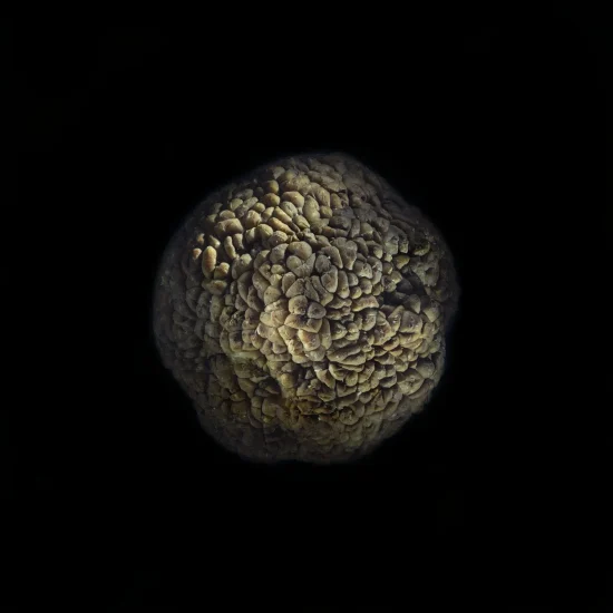 This photograph shows a Hedge Apple against a black background.