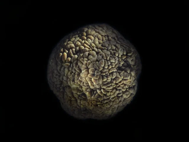 This photograph shows a Hedge Apple against a black background.