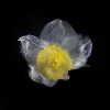 Narcissus (Daffodil)