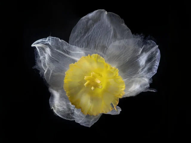 This photograph shows a daffodil, seen from above against a black background. Its white petals are very fragile.