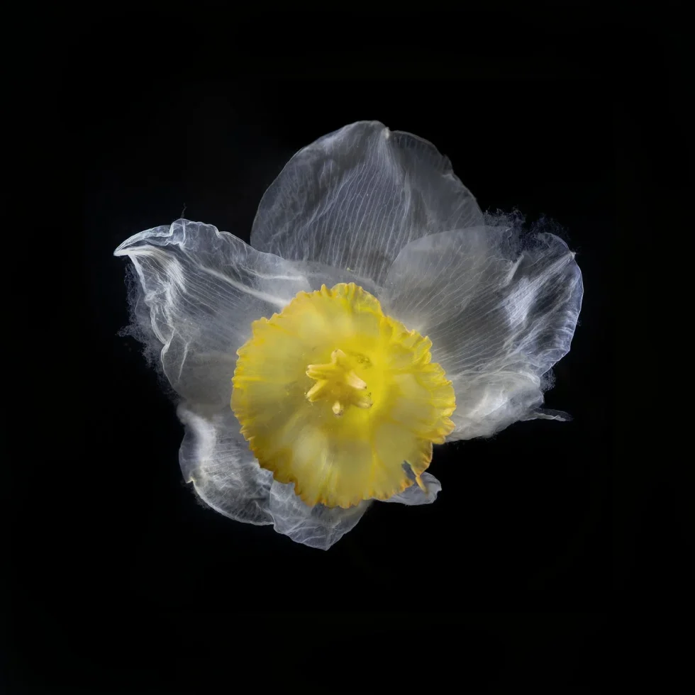 This photograph shows a daffodil, seen from above against a black background. Its white petals are very fragile.