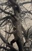 In this black and wet photograph, two men are standing in a tree and looking up.