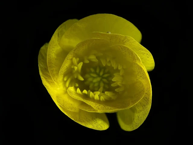 In this photograph, a bright yellow buttercup is seen from above. It's placed against a black background.