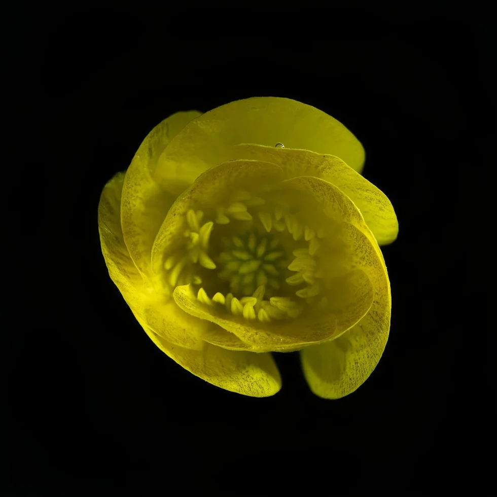 In this photograph, a bright yellow buttercup is seen from above. It's placed against a black background.